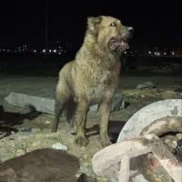 حیوون گمشده