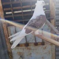 کبوتر گرفتنی