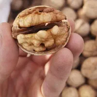 گردو|خوردنی و آشامیدنی|شیراز, شهرک فرهنگیان|دیوار