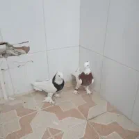 کبوتر سالم|پرنده|خمینیشهر, |دیوار