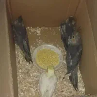 عروس هلندی سرلاکی و تازه دون خور آلبینو لوتینو...|پرنده|قم, نوبهار|دیوار