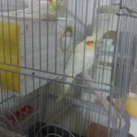 عروس هلندی ی جفت سخنگو