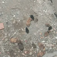 خرگوش