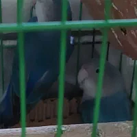 کوتوله برزیلی معاوضه با عروس هلندی|پرنده|سراوان, |دیوار