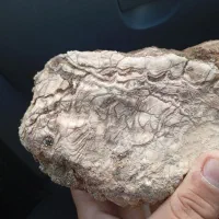 سنگ فسیل|کلکسیون اشیاء عتیقه|کاشمر, |دیوار