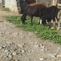 گوسفند
