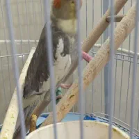 عروس هلندی|پرنده|مشهد, مشکینی (شهرک غرب)|دیوار