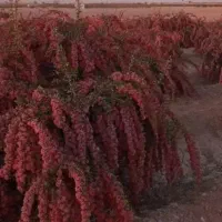 نهال زرشک زیتون مرکبات گردو بادام گلابی نهال آرش