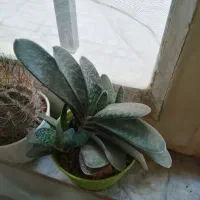 انواع و اقسام گل و کاکتوس و سانسوریا پُر|گل و گیاه طبیعی|بروجرد, |دیوار