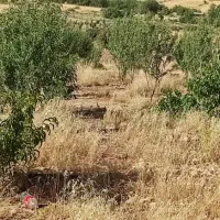 فروش باغ وملک خانه باغ سراب ایوان|فروش دفتر صنعتی، کشاورزی، تجاری|ایوان, |دیوار