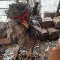 خروس نژاد سلطان جوان