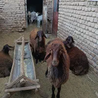 فروش همو بره داره|حیوانات مزرعه|میان جلگه, |دیوار
