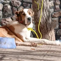 سگ الابای روسی نر8ماهه سرابی ژرمن نگهبان افغان