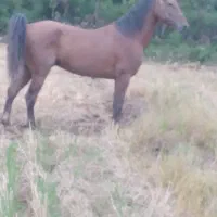 اسب|اسب و تجهیزات اسب‌سواری|رودبنه, |دیوار