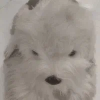 عروسک سگ خارجی|اسباببازی|مشهد, هفت تیر (حافظ)|دیوار