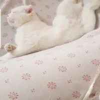 بچه گربه اسکاتیش بریتیش فولد|گربه|کرمان, |دیوار