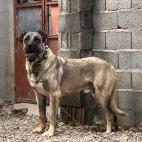 سگ سرابی