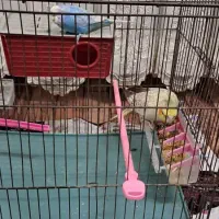 عروس هلندی فروشی