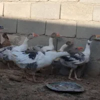 فروش فوری غاز مولد و غاز جوان|حیوانات مزرعه|شاهرود, |دیوار