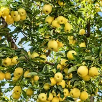 فروش سیب رندرز فرانسه در سهند مستقیم از تولید کنند