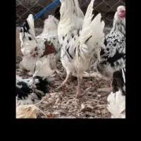 تخم‌مرغ گلین نطفه دار صدرصد