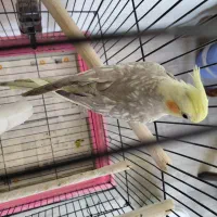 عروس هلندی پاستیل فیس ایزابلا|پرنده|میاندوآب, |دیوار