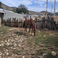 باسلام اسب سواری باری اخته نیست