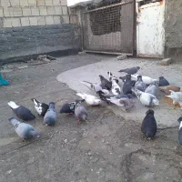 کبوتر رنگه و آلمانی حدودا ۲۵عدد،دانه ۲۰۰تومن|پرنده|شاندیز, |دیوار