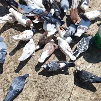 تعدادی کفتر تهرانی و شهرستانی