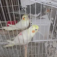 جوجه عروس دستی دانخور
