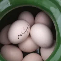 تخم مرغ اوشامو|خوردنی و آشامیدنی|مشگین شهر, |دیوار