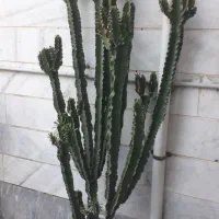 کاکتوس افوربیا