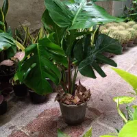 گل‌های زیبا