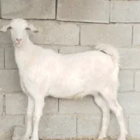 تیشتر  سانن|حیوانات مزرعه|سر آسیاب یوسفی, |دیوار