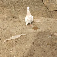 کبوتر طوقی|پرنده|مهر, |دیوار