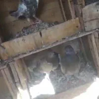 ماهشهر خیابان امام|پرنده|بندر ماهشهر, |دیوار