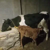 گاو شکم اول با گوساله ماده