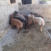 گوسفند هودور ***********