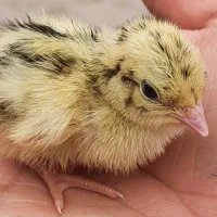 بلدرچین۳۰ روزه سر حال سالم