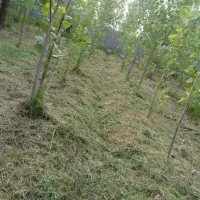 چمن زنی.چمنزنی.چمن زن