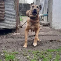 سگ نگهبان سرابی قد ۹۰ وزن ۵۵ کیلو