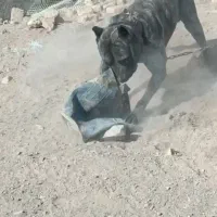 سگ نگهبان پیتبول نر ( پرساکاناریو ) اصیل|سگ|مشهد, شهرک مهر آباد|دیوار