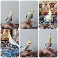 عروس هلندی گل باقلی دستی ((فقط امروز))