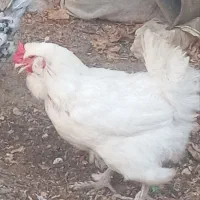 مرغ و جوجه گلین و لری