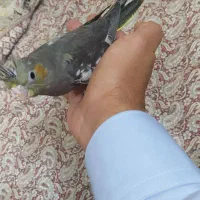 جوجه عروس هلندی|پرنده|قوچان, |دیوار