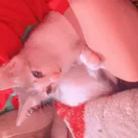 واگذاری گربه نژاد Dsh|گربه|رشت, حمیدیان|دیوار