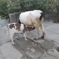 دو راس گاو|حیوانات مزرعه|دیواندره, |دیوار