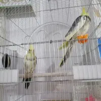 یک جفت عروس هلندی7ماهه|پرنده|یاسوج, |دیوار