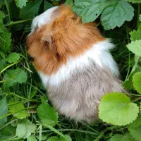 خوکچه های رنگا رنگ