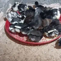 جوجه جوجه گلین 40روزه بدون مریضی سالم وسرحال